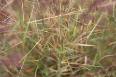 Eragrostis eriopoda