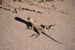 Callisaurus draconoides
