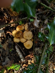 Pseudoboletus parasiticus