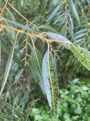 Salix euxina