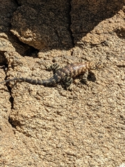 Sceloporus orcutti
