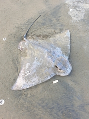 Myliobatis tenuicaudatus