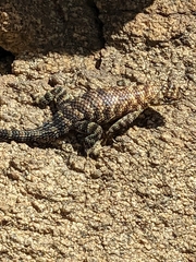Sceloporus orcutti
