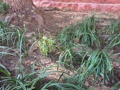 Liriope spicata