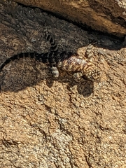 Sceloporus orcutti