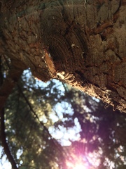 Cedrus deodara