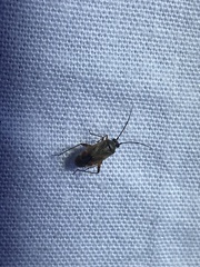 Eustictus