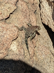 Sceloporus orcutti
