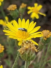 Perdita