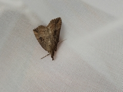 Hypena rostralis