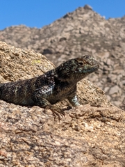 Sceloporus orcutti
