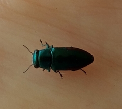 Pseudanilara