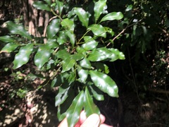 Toechima tenax