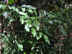 Toechima tenax