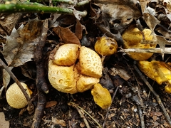 Pseudoboletus parasiticus