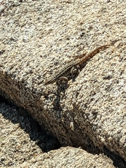Uta stansburiana elegans