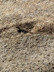 Uta stansburiana elegans