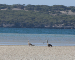 Cereopsis novaehollandiae