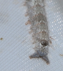 Gastropacha quercifolia