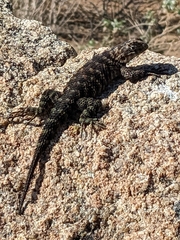 Sceloporus orcutti