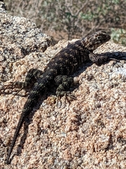 Sceloporus orcutti