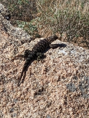 Sceloporus orcutti