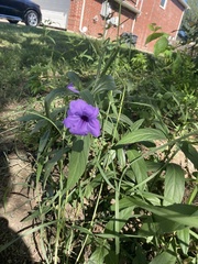 Ruellia simplex