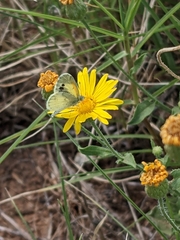 Xanthisma spinulosum