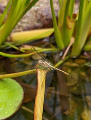 Diplacodes haematodes
