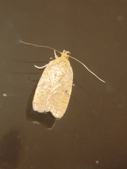 Agonopterix