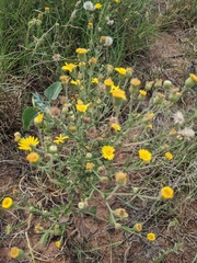 Xanthisma spinulosum