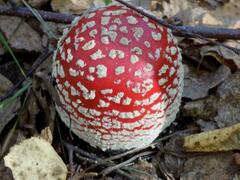 Amanita muscaria muscaria