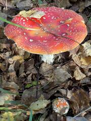 Amanita muscaria muscaria