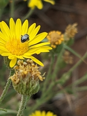 Xanthisma spinulosum