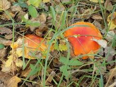 Amanita muscaria muscaria