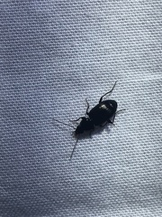 Agonum