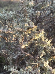 Buddleja scordioides