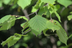 Corylus cornuta
