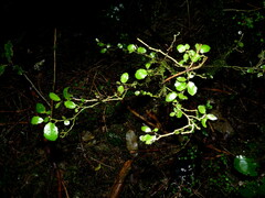Melicytus micranthus