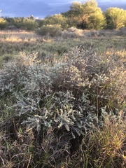 Buddleja scordioides