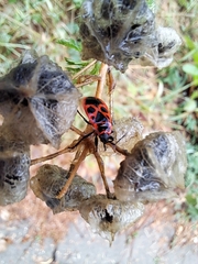 Pyrrhocoris apterus