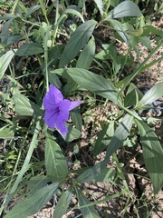 Ruellia simplex