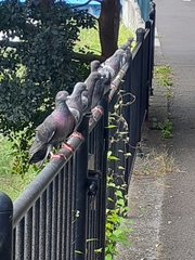 Columba livia domestica