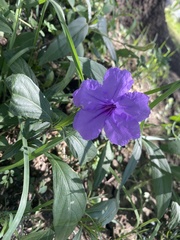 Ruellia simplex