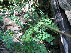 Adiantum aethiopicum