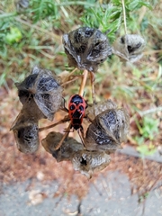 Pyrrhocoris apterus