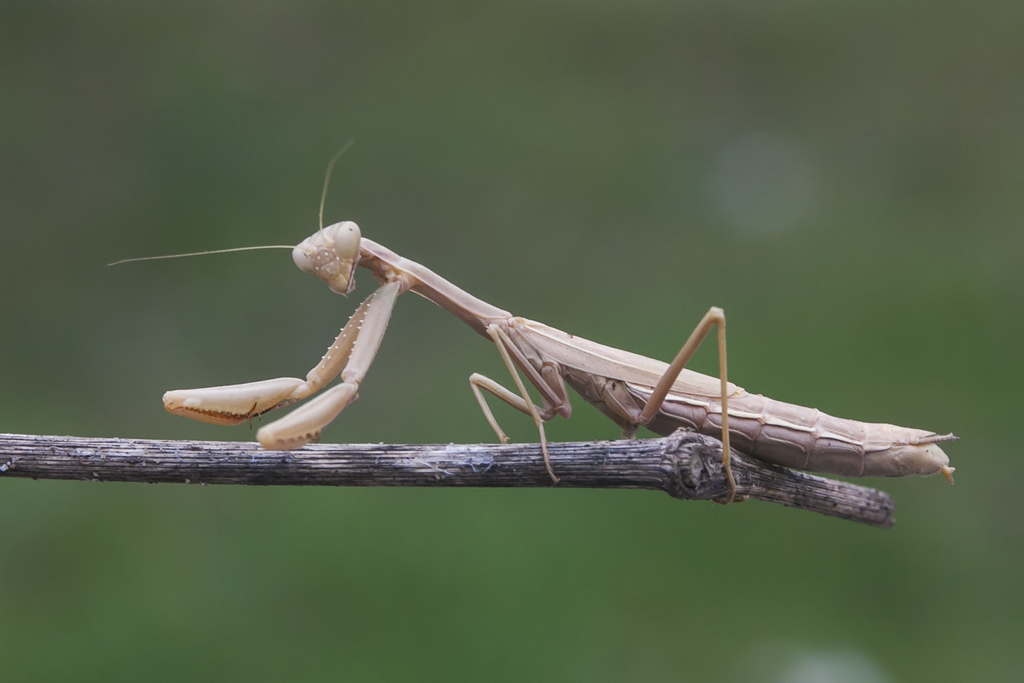 Dot-Winged Mantis