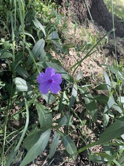 Ruellia simplex