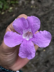 Fridericia