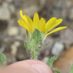 Heterotheca fulcrata